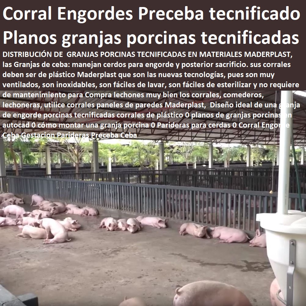 Diseño ideal de una granja de engorde porcinas tecnificadas corrales de plástico 0 planos de granjas porcinas en autocad 0 cómo montar una granja porcina 0 Parideras para cerdas 0 Corral Engorde Ceba Gestacion Parideras Preceba Ceba Diseño ideal de una granja de engorde porcinas tecnificadas corrales de plástico 0 planos de granjas porcinas en autocad 0 cómo montar una granja porcina 0 Parideras para cerdas 0 Corral Engorde Ceba Gestacion Parideras Preceba Ceba